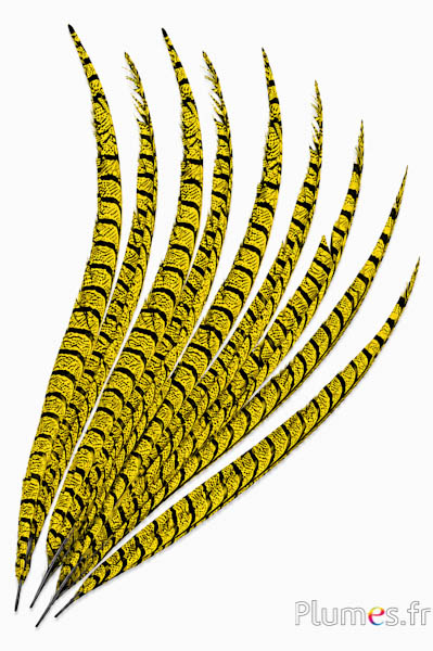 Fagiano Lady Armherst - 75-85 cm - giallo